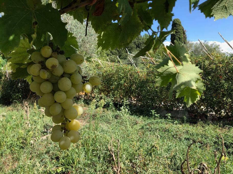 La Vigna Agriturismo Villa Siena Bagian luar foto