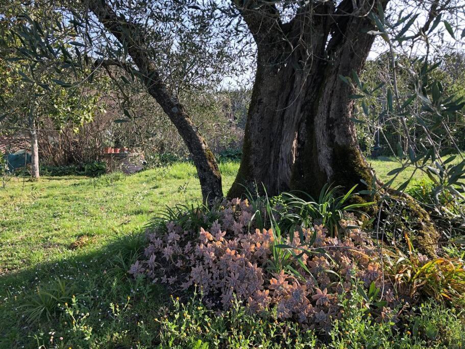 La Vigna Agriturismo Villa Siena Bagian luar foto