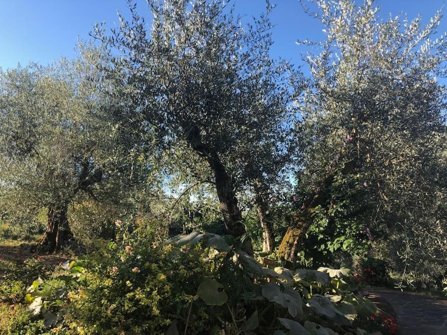 La Vigna Agriturismo Villa Siena Bagian luar foto