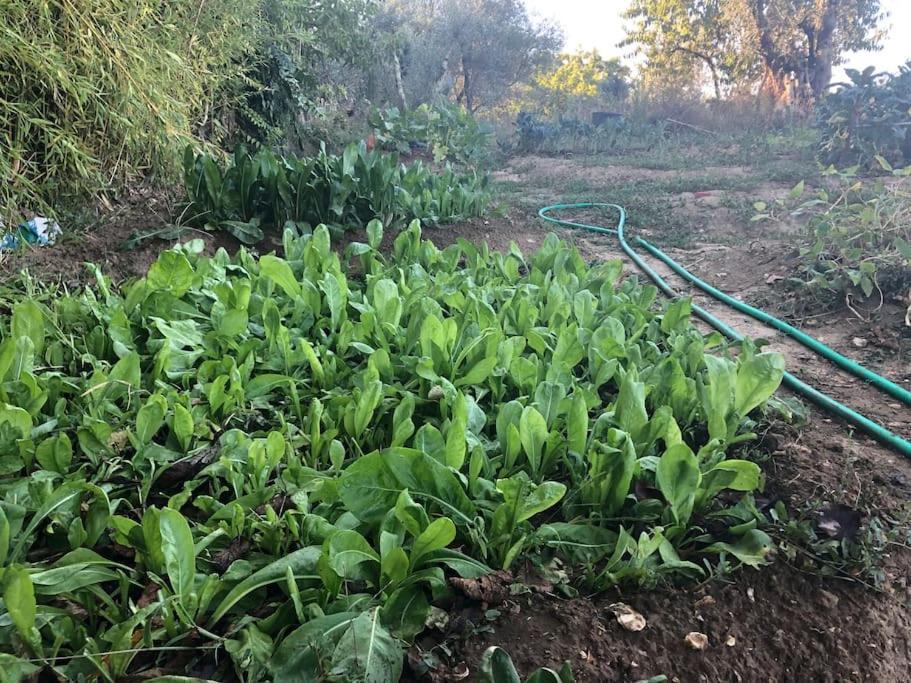 La Vigna Agriturismo Villa Siena Bagian luar foto