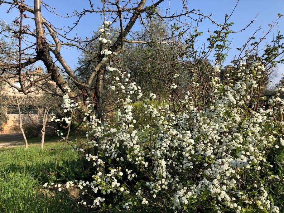 La Vigna Agriturismo Villa Siena Bagian luar foto