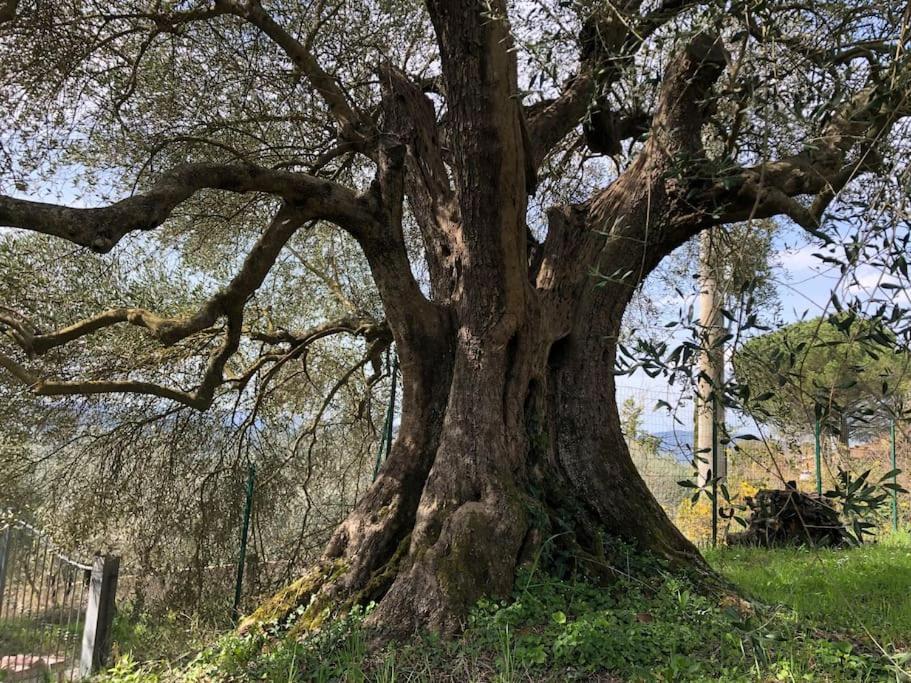 La Vigna Agriturismo Villa Siena Bagian luar foto