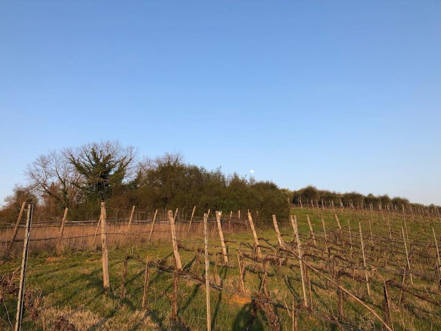 La Vigna Agriturismo Villa Siena Bagian luar foto
