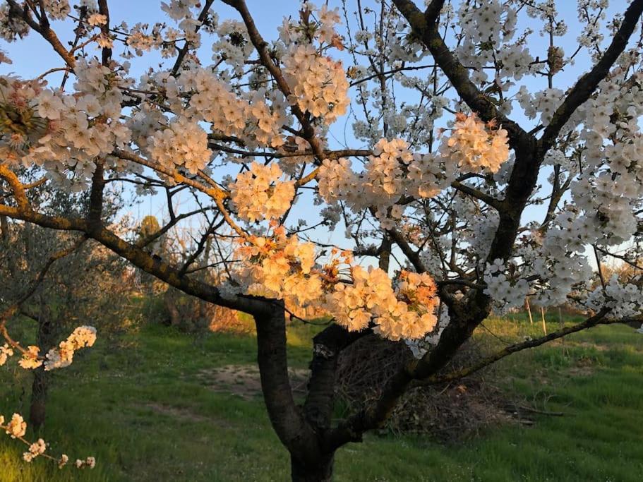 La Vigna Agriturismo Villa Siena Bagian luar foto