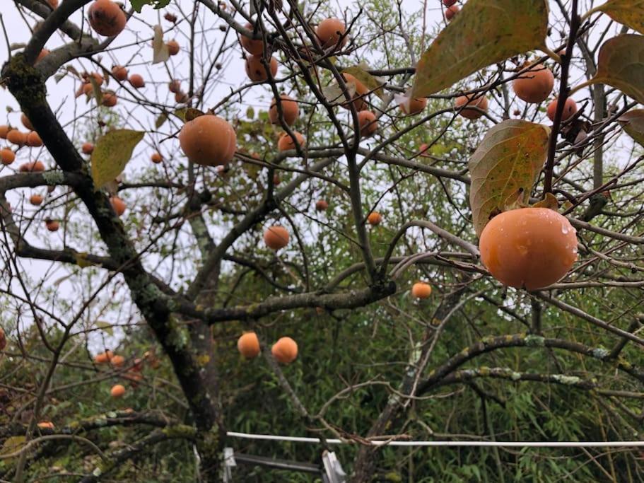 La Vigna Agriturismo Villa Siena Bagian luar foto