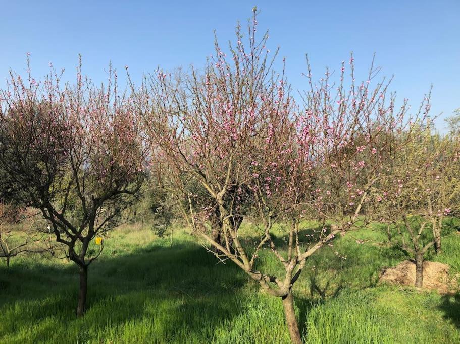 La Vigna Agriturismo Villa Siena Bagian luar foto