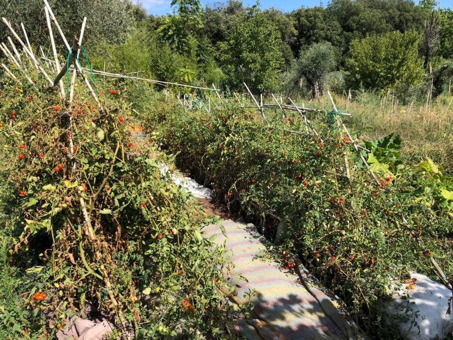 La Vigna Agriturismo Villa Siena Bagian luar foto